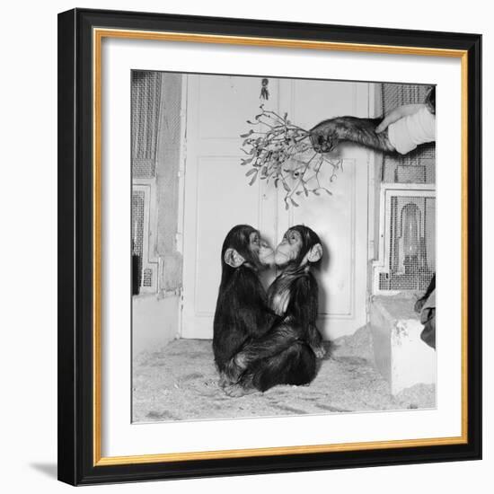 Chimpanzees of Bertram Mills Circus, 1955-Chapman-Framed Photographic Print