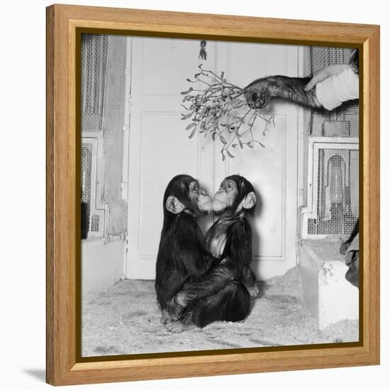 Chimpanzees of Bertram Mills Circus, 1955-Chapman-Framed Premier Image Canvas