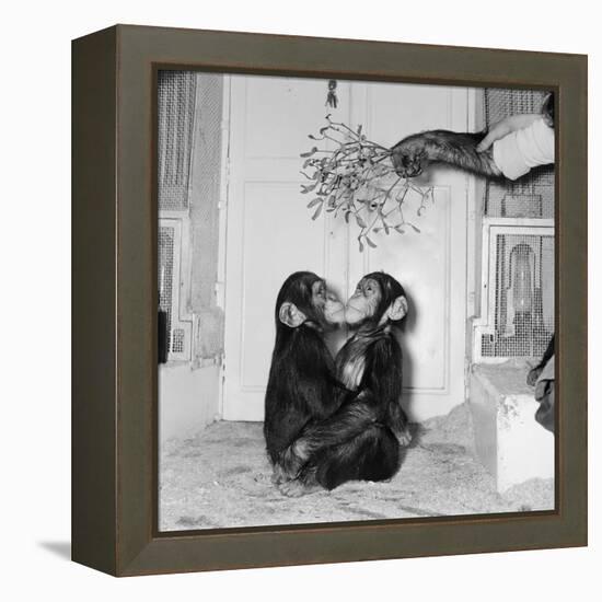 Chimpanzees of Bertram Mills Circus, 1955-Chapman-Framed Premier Image Canvas