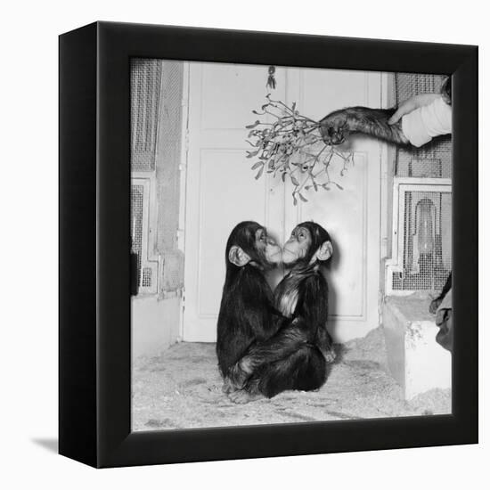 Chimpanzees of Bertram Mills Circus, 1955-Chapman-Framed Premier Image Canvas