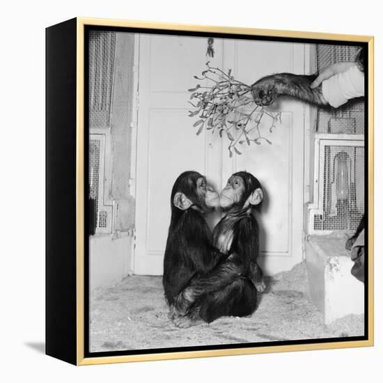 Chimpanzees of Bertram Mills Circus, 1955-Chapman-Framed Premier Image Canvas