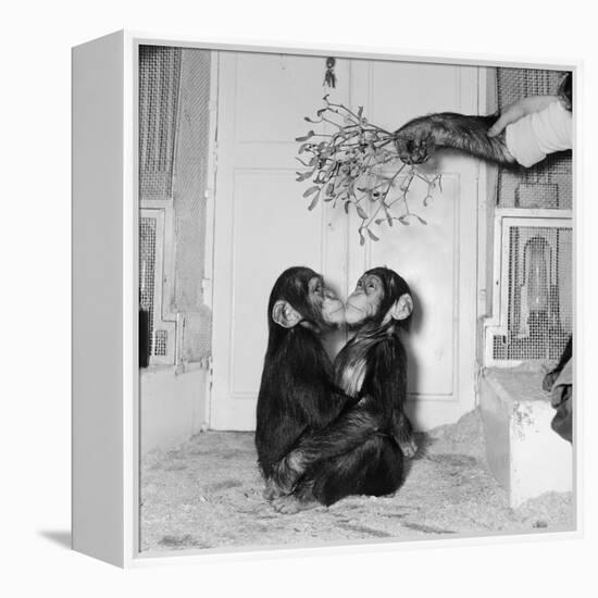 Chimpanzees of Bertram Mills Circus, 1955-Chapman-Framed Premier Image Canvas