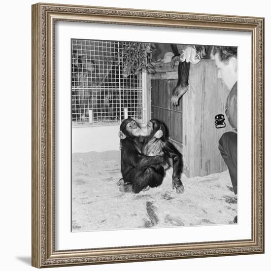 Chimpanzees of Bertram Mills Circus, 1955-Chapman-Framed Photographic Print