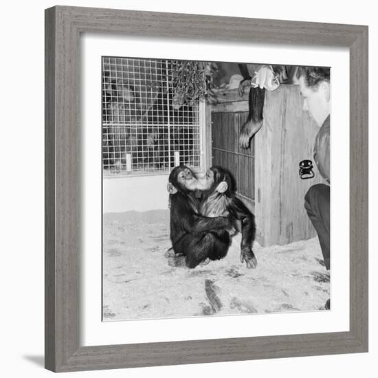 Chimpanzees of Bertram Mills Circus, 1955-Chapman-Framed Photographic Print