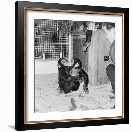 Chimpanzees of Bertram Mills Circus, 1955-Chapman-Framed Photographic Print