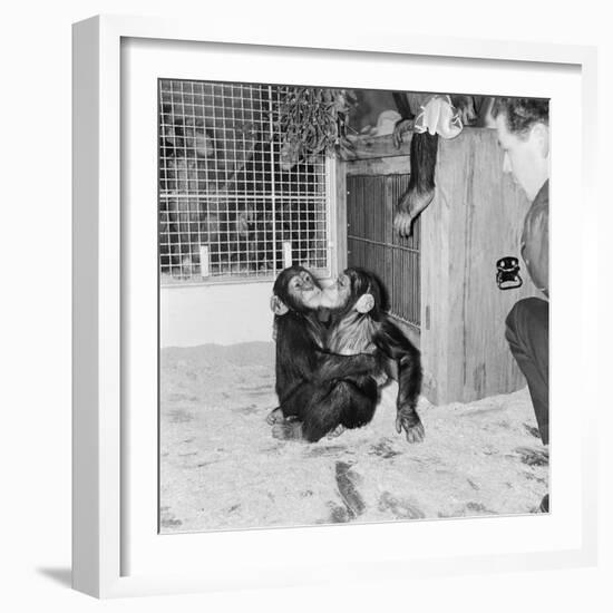 Chimpanzees of Bertram Mills Circus, 1955-Chapman-Framed Photographic Print