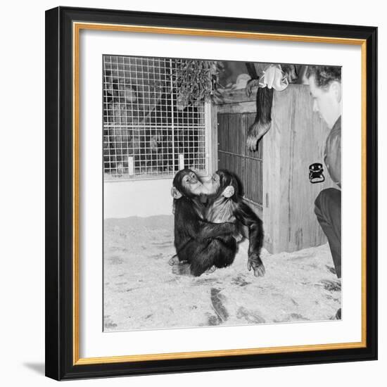 Chimpanzees of Bertram Mills Circus, 1955-Chapman-Framed Photographic Print