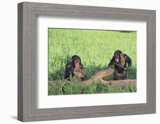 Chimpanzees Playing with Rocks and Sticks-DLILLC-Framed Photographic Print