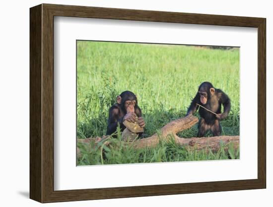 Chimpanzees Playing with Rocks and Sticks-DLILLC-Framed Photographic Print