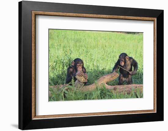 Chimpanzees Playing with Rocks and Sticks-DLILLC-Framed Photographic Print