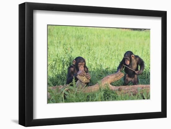 Chimpanzees Playing with Rocks and Sticks-DLILLC-Framed Photographic Print