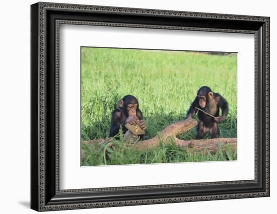 Chimpanzees Playing with Rocks and Sticks-DLILLC-Framed Photographic Print