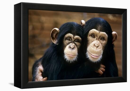 Chimpanzees-Tony Craddock-Framed Premier Image Canvas