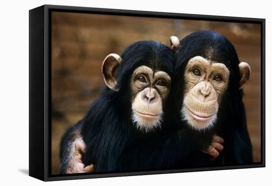 Chimpanzees-Tony Craddock-Framed Premier Image Canvas