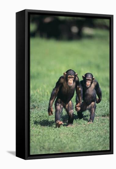 Chimpanzees-DLILLC-Framed Premier Image Canvas