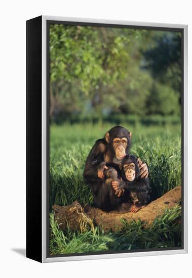 Chimpanzees-DLILLC-Framed Premier Image Canvas