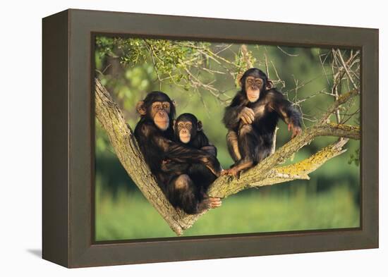 Chimpanzees-DLILLC-Framed Premier Image Canvas