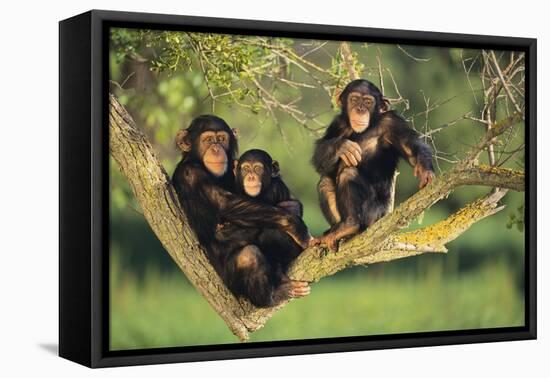 Chimpanzees-DLILLC-Framed Premier Image Canvas