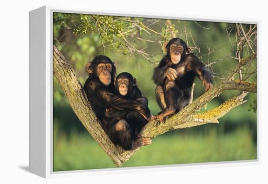 Chimpanzees-DLILLC-Framed Premier Image Canvas