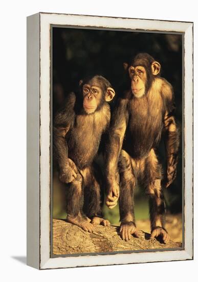 Chimpanzees-DLILLC-Framed Premier Image Canvas