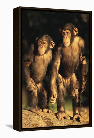 Chimpanzees-DLILLC-Framed Premier Image Canvas