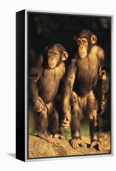 Chimpanzees-DLILLC-Framed Premier Image Canvas