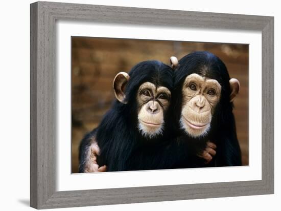 Chimpanzees-Tony Craddock-Framed Photographic Print