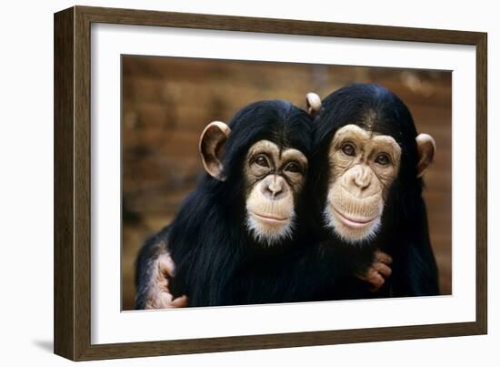 Chimpanzees-Tony Craddock-Framed Photographic Print