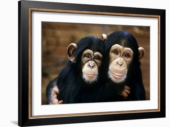 Chimpanzees-Tony Craddock-Framed Photographic Print