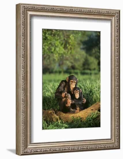 Chimpanzees-DLILLC-Framed Photographic Print