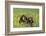 Chimpanzees-DLILLC-Framed Photographic Print