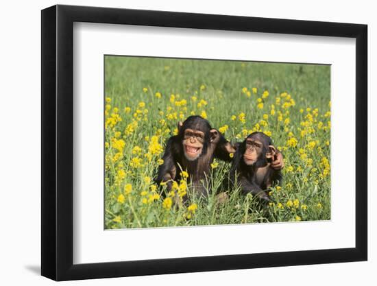 Chimpanzees-DLILLC-Framed Photographic Print