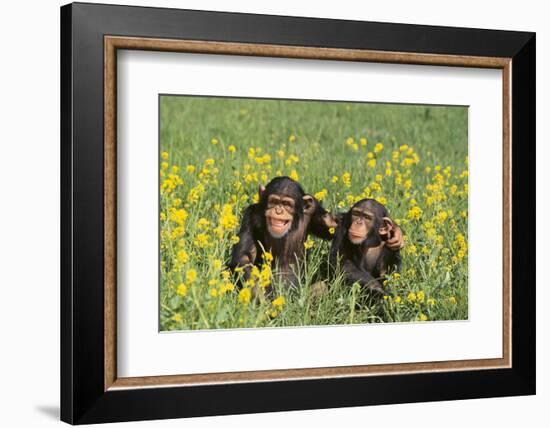 Chimpanzees-DLILLC-Framed Photographic Print