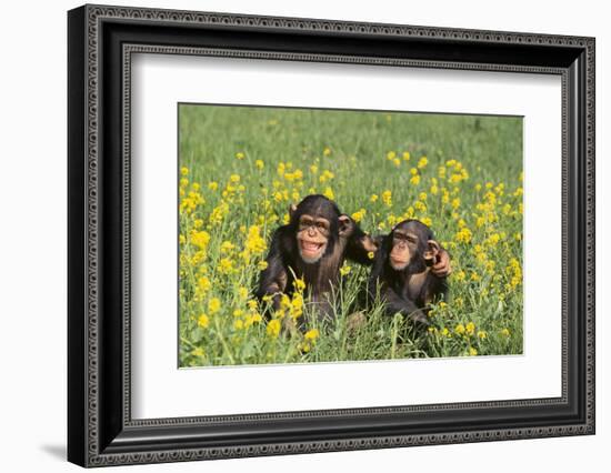 Chimpanzees-DLILLC-Framed Photographic Print