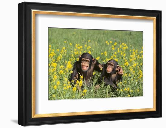 Chimpanzees-DLILLC-Framed Photographic Print