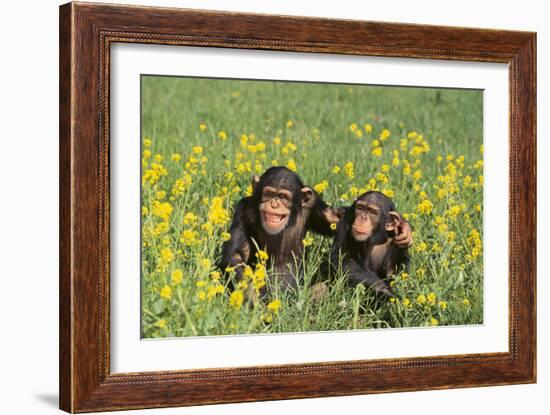 Chimpanzees-DLILLC-Framed Photographic Print