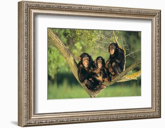 Chimpanzees-DLILLC-Framed Photographic Print