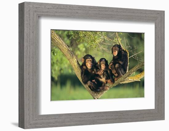 Chimpanzees-DLILLC-Framed Photographic Print