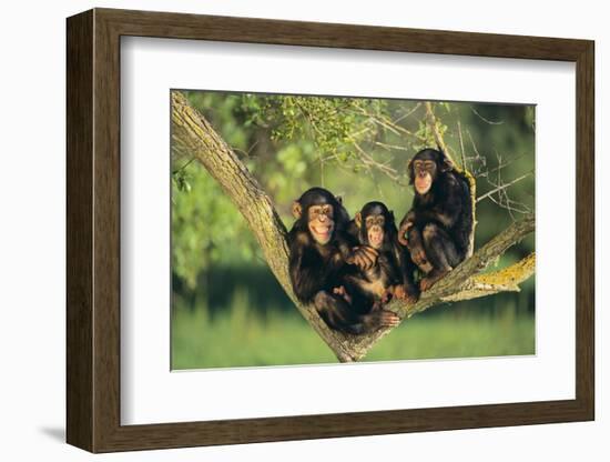 Chimpanzees-DLILLC-Framed Photographic Print