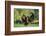 Chimpanzees-DLILLC-Framed Photographic Print