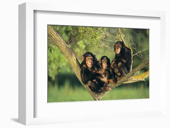 Chimpanzees-DLILLC-Framed Photographic Print