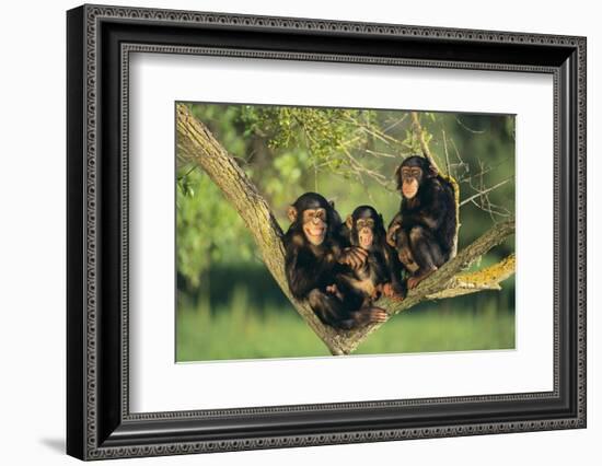 Chimpanzees-DLILLC-Framed Photographic Print