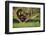 Chimpanzees-DLILLC-Framed Photographic Print