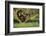 Chimpanzees-DLILLC-Framed Photographic Print