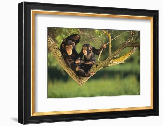 Chimpanzees-DLILLC-Framed Photographic Print