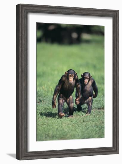 Chimpanzees-DLILLC-Framed Photographic Print