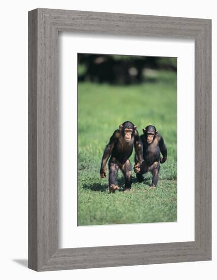 Chimpanzees-DLILLC-Framed Photographic Print