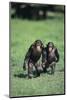 Chimpanzees-DLILLC-Mounted Photographic Print
