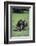 Chimpanzees-DLILLC-Framed Photographic Print