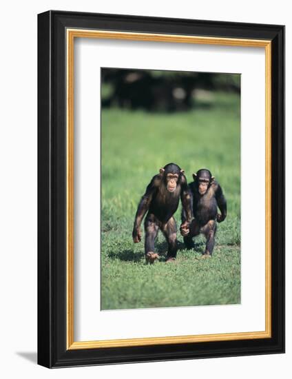 Chimpanzees-DLILLC-Framed Photographic Print